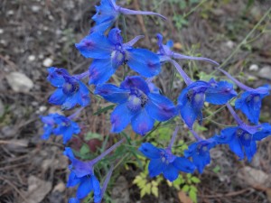 Ces fleurs d'un bleu vif tranchent avec le brun et le vert des bois