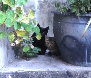 Dans l'auberge où l'on a passé la nuit, nous avons été accueilli par d'adorables mais timides hôtes