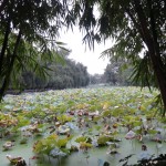 Green park, poumon vert de Kunming