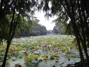 Green park, poumon vert de Kunming