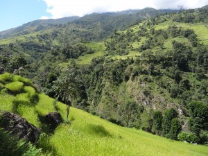 Des cultures en terraces près de Bhulbhule.