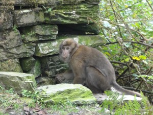 Un singe surpris dans ses fouilles archéologiques.