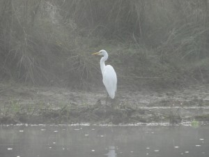 Une aigrette brumeuse.