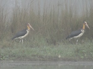 Deux marabouts chevelus.