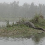 Un crocodile dans la brume.