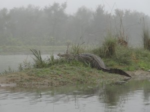 Un crocodile dans la brume.