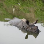 Un autre rhino, plus paisible, prend son bain.
