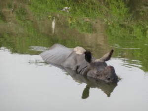 Un autre rhino, plus paisible, prend son bain.