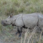 Un rhinocéros qui renonce à charger notre éléphant.