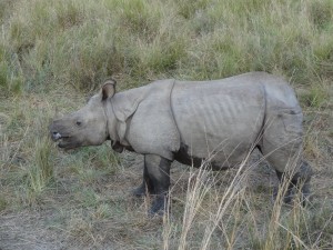 Un rhinocéros qui renonce à charger notre éléphant.