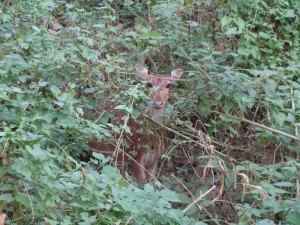 Un chital (cerf tacheté).