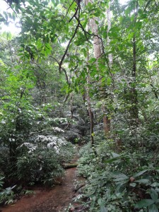 La réserve naturelle de Cuc Phuong.