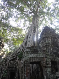 La nature reprend ses droits à Ta Prhom