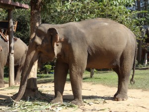 Dans l'Elephant Village, les locataires prennent leur repas (150kg de nourriture par tête).