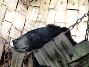 Un ours bienheureux dans son hamac.