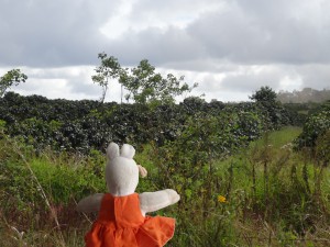 Des caféiers à perte de vue.