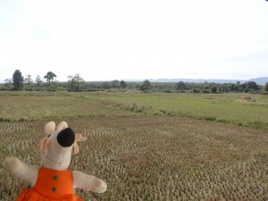 Le Laos pratique l'agriculture sur brûlis. Maintenant que le riz a été récolté les résidus seront brûlés.