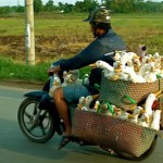 Tout peut être transporté en moto.