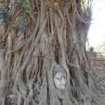 Le cliché le plus célèbre d'Ayutthaya : la tête d'un Bouddha prise dans les racines d'un arbre.