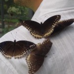 Des papillons batifolent sur mon épaule.
