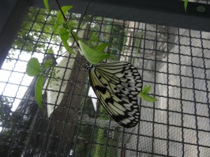 papillon blanc...