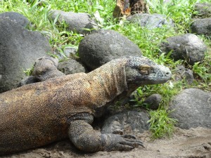 Un dragon de Komodo faussement paisible.