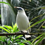 Un oiseau typique de Bali : L'étourneau de Rothschild.