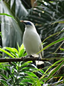 Un oiseau typique de Bali : L'étourneau de Rothschild.