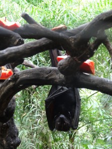 Une grande chauve-souris (Fruit bat) nous observe nerveusement. Son corps fait environ 40cm pour une envergure supérieure à 1m.