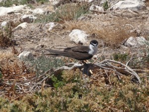 Un oiseau agile qui niche dans les buissons de l'île.