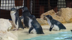 Les manchots (little penguin), alléchés par l'odeur de poisson, sortent de l'eau.