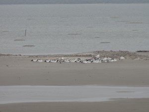 Une colonie de pélicans au réveil.