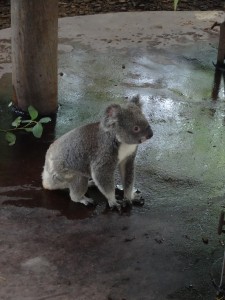 Un koala en mode kawai.