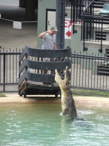 L'heure du repas pour les crocodiles.