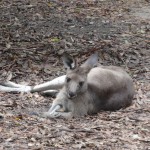 Un kangourou pendant la sieste.
