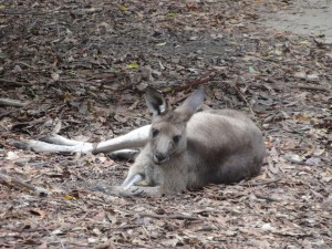 Un kangourou pendant la sieste.