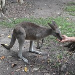 Un kangourou mange dans ma main.