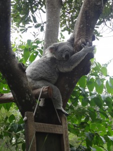 Un koala épuisé.