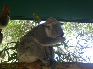 Un koala et une feuille d'eucalyptus.