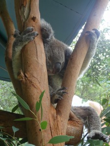 Un koala, c'est une peluche mignonne... avec des griffes de vélociraptor.