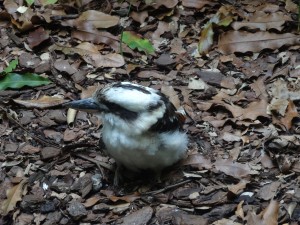 Un oiseau courant en Australie : le kookaburra.