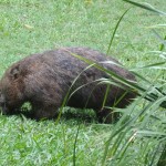 Autre figure emblématique de l'Australie : le wombat.