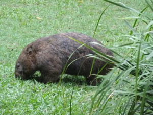 Autre figure emblématique de l'Australie : le wombat.