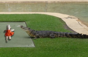 Un crocodile affamé.