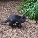 Un diable de Tasmanie : mais il est tout petit !