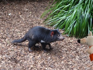 Un diable de Tasmanie : mais il est tout petit !