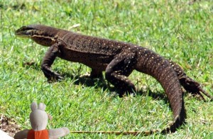 Un goanna, grand lézard taciturne.