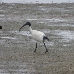 Les ibis sont très nombreux, il n'est pas rare d'en voir dans les parcs des villes.