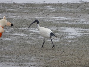 Les ibis sont très nombreux, il n'est pas rare d'en voir dans les parcs des villes.