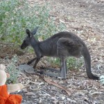 L’emblème de l'Australie, le kangourou.